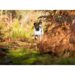 PACK COLLIER + TÉLÉCOMMANDE DE DRESSAGE POUR CHIEN NUM'AXES CANICOM 1500 -Magasin Woolpower pack collier telecommande de dressage pour chien numaxes canicom 1500 3